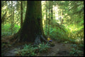 344092 Giant Spruce, Queen Charlottes, British Columbia A4 Photo Print