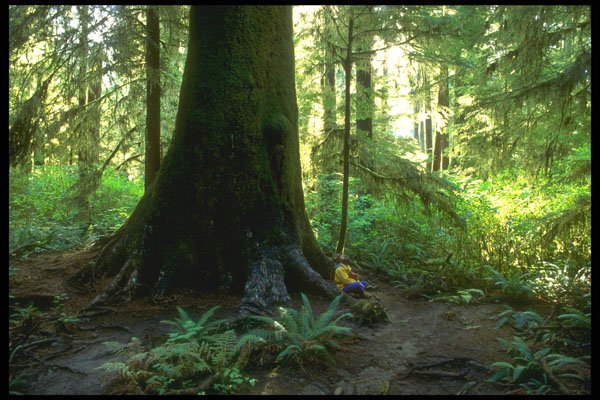 344092 Giant Spruce, Queen Charlottes, British Columbia A4 Photo Print