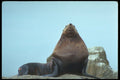 344093 Sea Lion Bull, Queen Charlottes, British Columbia A4 Photo Print