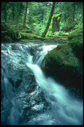 344094 Temperate Rain Forest, Queen Charlottes, British Columbia A4 Photo Print