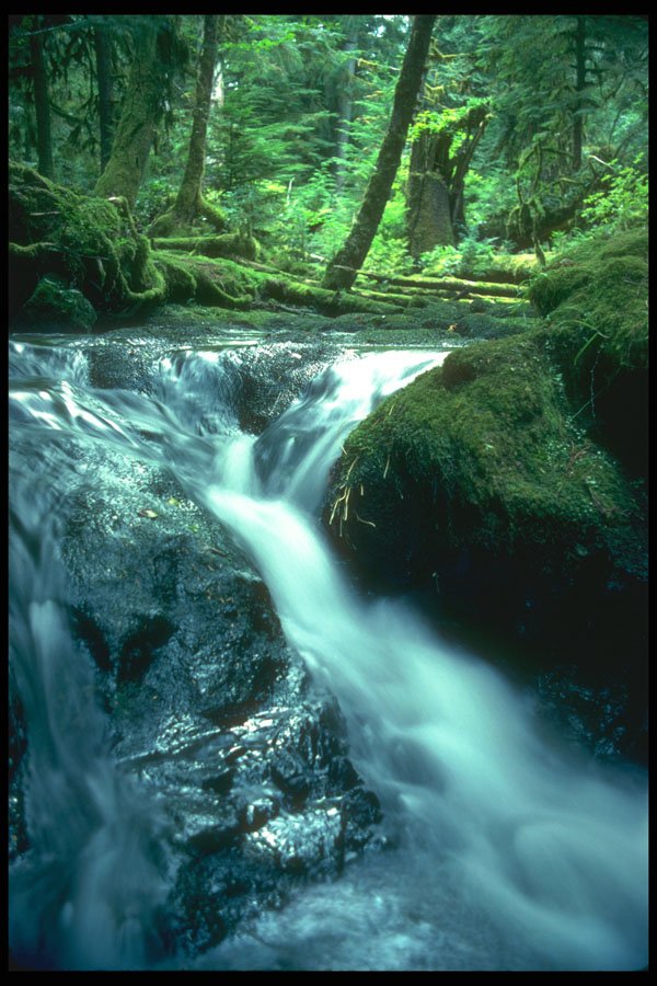 344094 Temperate Rain Forest, Queen Charlottes, British Columbia A4 Photo Print