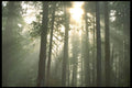 344095 Temperate Rain Forest, Queen Charlottes, British Columbia A4 Photo Print