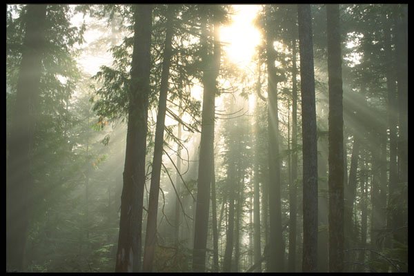 344095 Temperate Rain Forest, Queen Charlottes, British Columbia A4 Photo Print