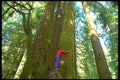 344096 Temperate Rain Forest, Queen Charlottes, British Columbia A4 Photo Print