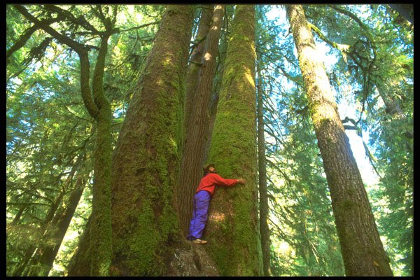 344096 Temperate Rain Forest, Queen Charlottes, British Columbia A4 Photo Print