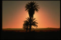 345076 Sahara Desert, Algeria A4 Photo Print