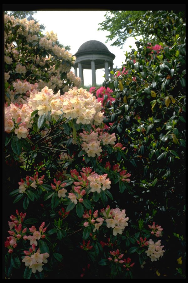 346051 Temple Among Flowers Kew Gardens, England A4 Photo Print