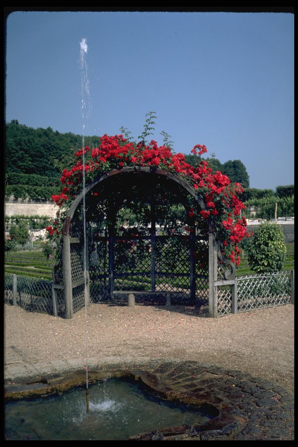 346075 Rose covered Arbor Villandry, France A4 Photo Print