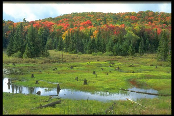 347011 Beaver Meadow And Hardwood Forest, Quebec, Canada A4 Photo Print