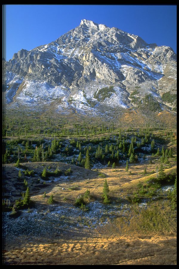 347015 Spruce Forest And Mount Rae, Alberta, Canada A4 Photo Print