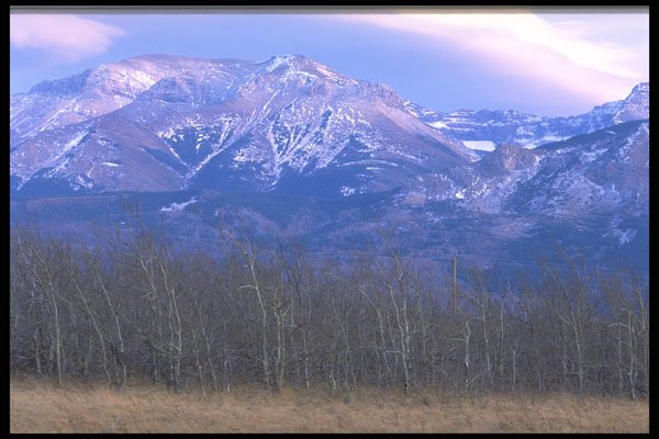 347018 Aspen Forest In The Rocky Mountain Foothills, Alberta A4 Photo Print