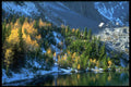 347021 Spruce And Tamarack Forest, Alberta A4 Photo Print