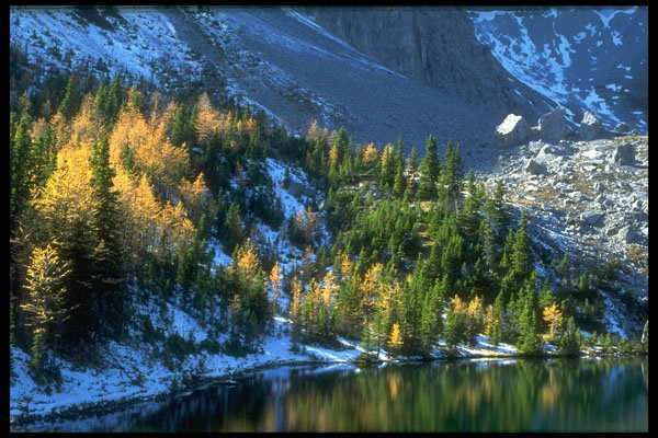 347021 Spruce And Tamarack Forest, Alberta A4 Photo Print