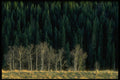347022 Aspen And Spruce Forest In The Sheep River Valley, Alberta A4 Photo Print