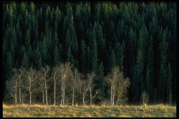 347022 Aspen And Spruce Forest In The Sheep River Valley, Alberta A4 Photo Print