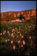 347029 Arctic Cotton Grass On An Arctic Island, NWT, Canada A4 Photo Print