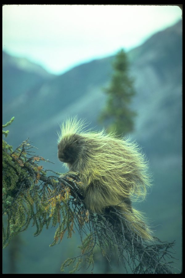 347031 Porcupine In A Spruce Tree, NWT, Canada A4 Photo Print