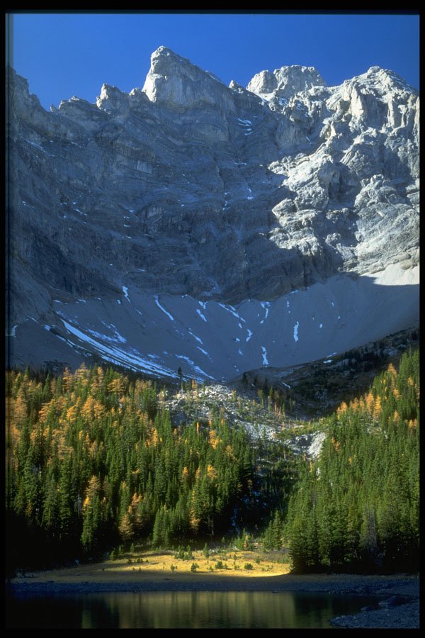 347039 Spruce And Tamarack Forest Below Tombstone Mountain A4 Photo Print