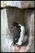 347043 Thick billed Murre With Chick, Hudson Bay, NWT, Canada A4 Photo Print