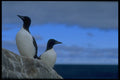 347044 Thick billed Murres, Hudson Bay, NWT, Canada A4 Photo Print