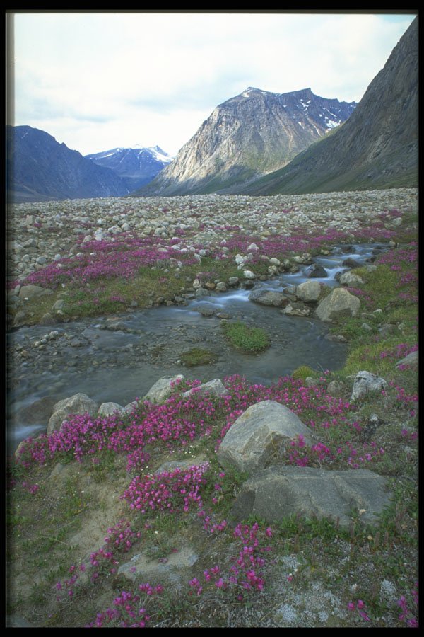 347046 Broad leafed Willow Herb And Stream, Baffin Island, Canada A4 Photo Print