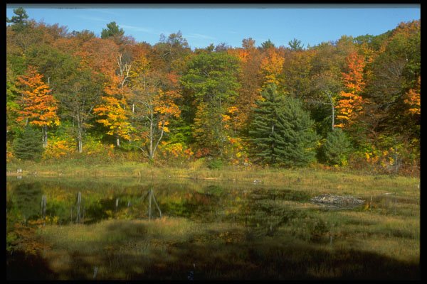 347059 Beaver Pond And Hardwood Forest, Quebec, Canada A4 Photo Print