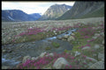 347064 Broad leafed Willow Herb And Stream, Baffin Island, Canada A4 Photo Print