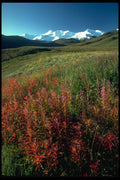 347067 Fireweed On The Burwash Uplands, Yukon Territory, Canada A4 Photo Print