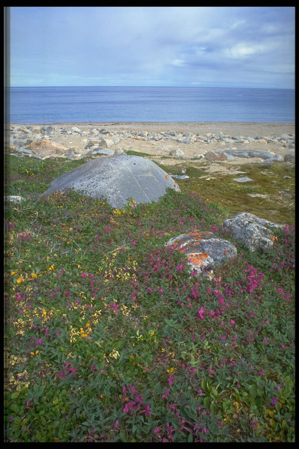 347068 Dwarf Fireweed, Hudson Bay, NWT, Canada A4 Photo Print