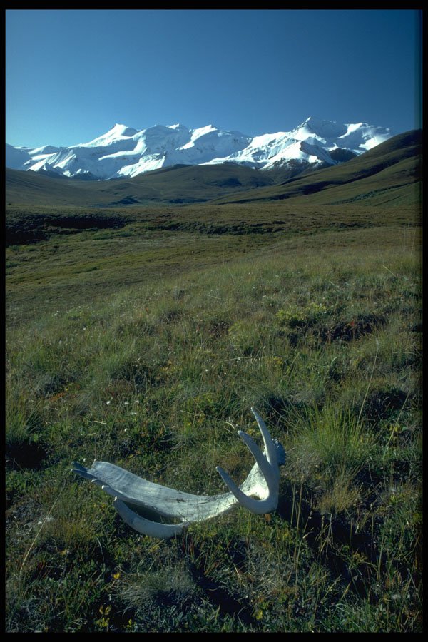 347071 Moose Antler On The Burwash Uplands, Yukon Territory A4 Photo Print