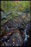 347074 Autumn Leaves And Stream, Quebec, Canada A4 Photo Print