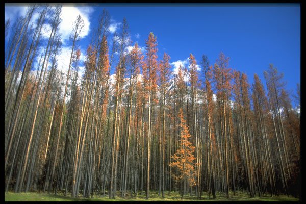 347082 Fire Scorched Forest In Banff National Park, Alberta A4 Photo Print