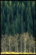 347085 Aspens And Spruce Forest, Sheep River Valley, Alberta A4 Photo Print