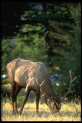 347090 Elk Feeding In Banff National Park, Alberta, Canada A4 Photo Print