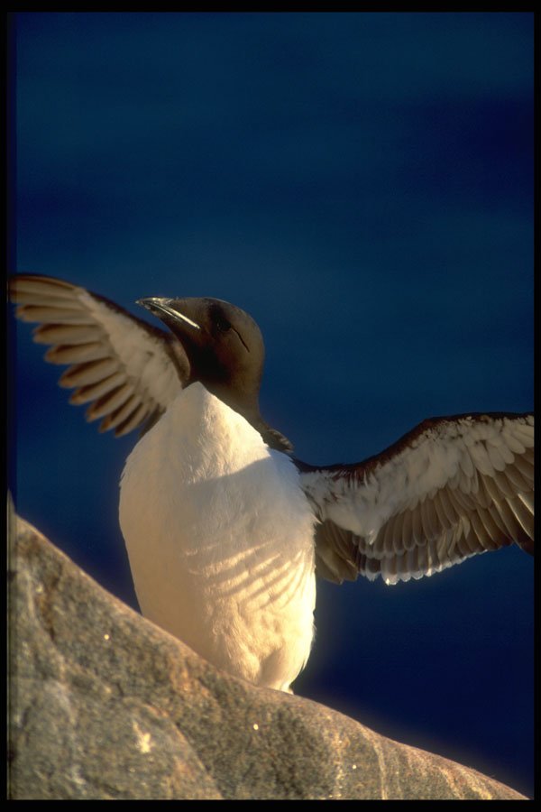 347091 Thick billed Murre, Hudson Bay, Canada A4 Photo Print