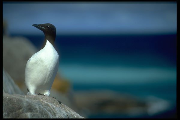347093 Thick billed Murre, Hudson Bay, Canada A4 Photo Print