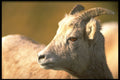 347095 Young Bighorn Sheep, Alberta, Canada A4 Photo Print