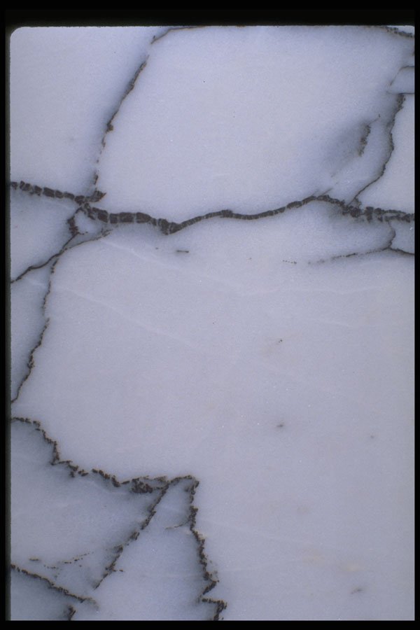349011 Black Veins A4 Photo Print