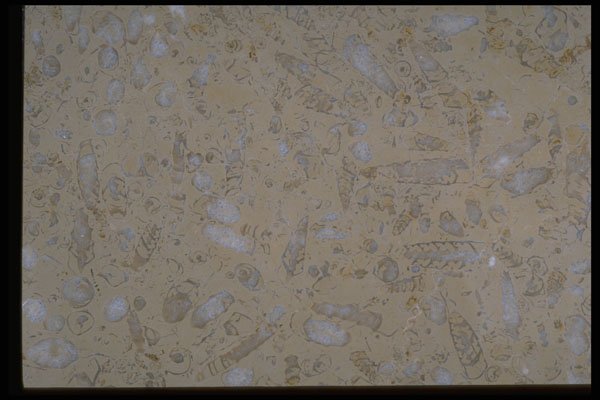 349071 Fossils A4 Photo Print