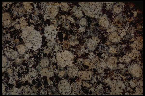 349094 Fossils A4 Photo Print