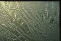 350000 Blue gray Beaded Seaweed A4 Photo Print