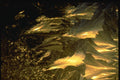 350003 Golden Cave A4 Photo Print