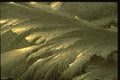 350005 Diagonal Ferns A4 Photo Print