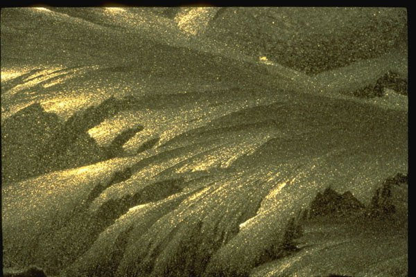 350005 Diagonal Ferns A4 Photo Print