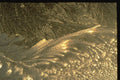 350007 Mezzotint Frond A4 Photo Print