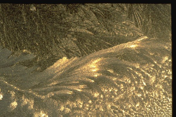 350007 Mezzotint Frond A4 Photo Print