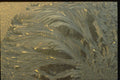350008 Blue Foliage Cluster With Gold Highlights A4 Photo Print