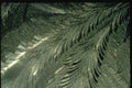 350010 Fossil like Fern A4 Photo Print