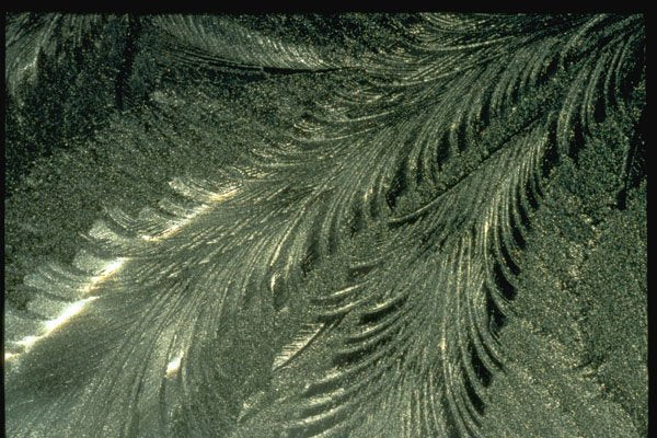 350010 Fossil like Fern A4 Photo Print