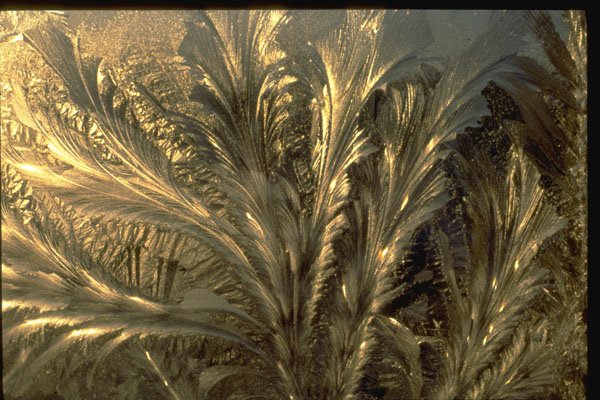 350012 Prehistoric Palms A4 Photo Print